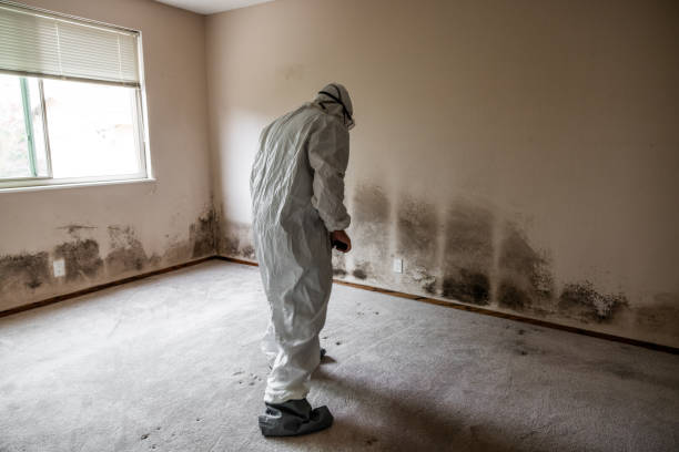 Mold Odor Removal Services in Pierceton, IN